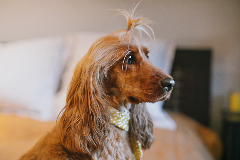 cute Cocker Spaniel | ©Dogfolk dog photography ideas