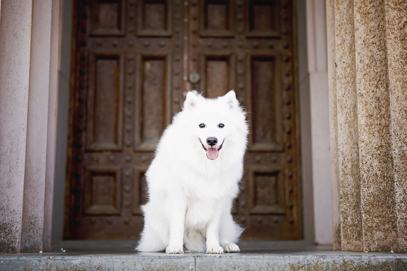 ©Faithful Paws Photography - white dog sitting in front of steps, Adelaide, Japanese Spitz