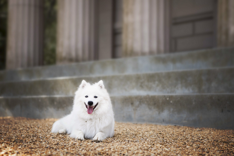 Japanese Spitz lying in front of steps | ©Faithful Paws Photography 