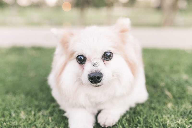 ©Frances Tang Photography | lifestyle dog photography, dog ring bearer, Pomeranian-Corgi mix