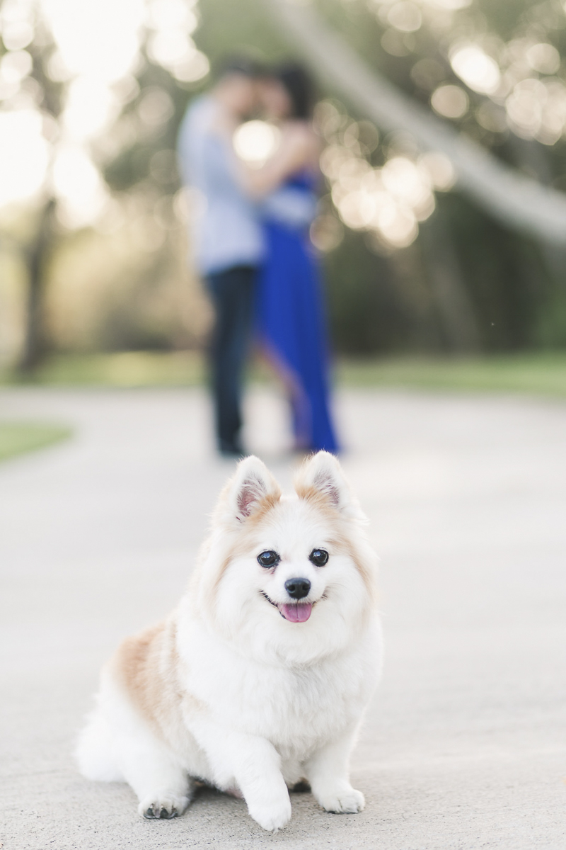 ©Frances Tang Photography | dog-friendly engagement photos, Pomeranian-Corgi mix