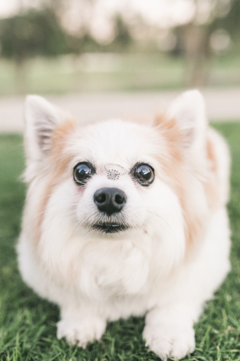 ©Frances Tang Photography | lifestyle dog photography, dog ring bearer, small fluffy dog balancing engagement ring on his nose