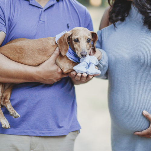 Dog-Friendly Maternity Shoot With Lovine the Dachshund