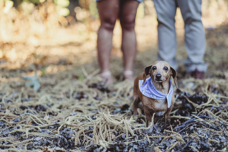 Cute brown Dachshund wearing purple bandana, dog-friendly maternity pictures | ©Kathy Izzy Photography