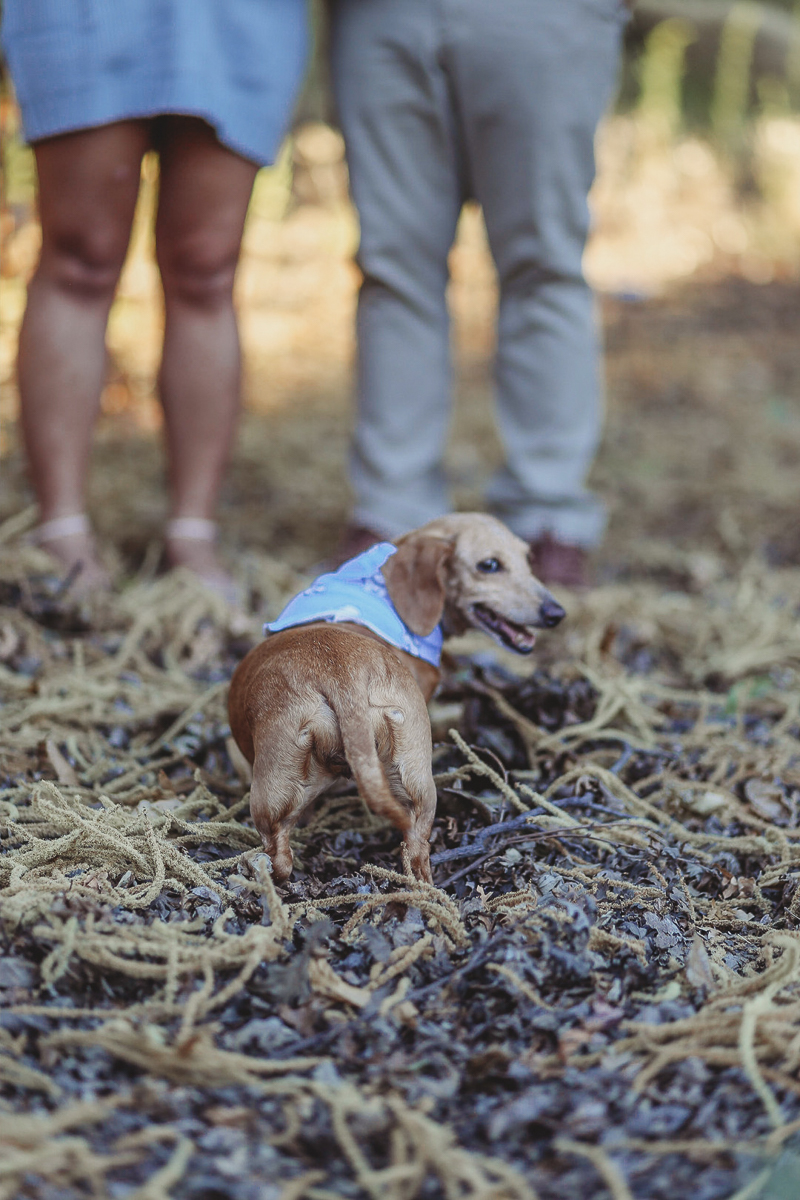 Maternity photos with a dog, Doxie looking backwards at photographer, ©Kathy Izzy Photography