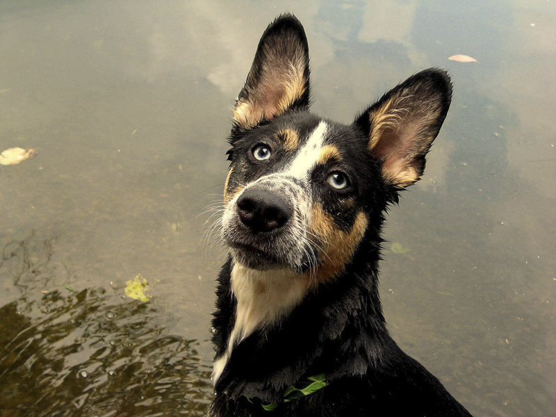 young Shepherd-Husky mix in creek, on location dog photography | ©Katie Jean Photography