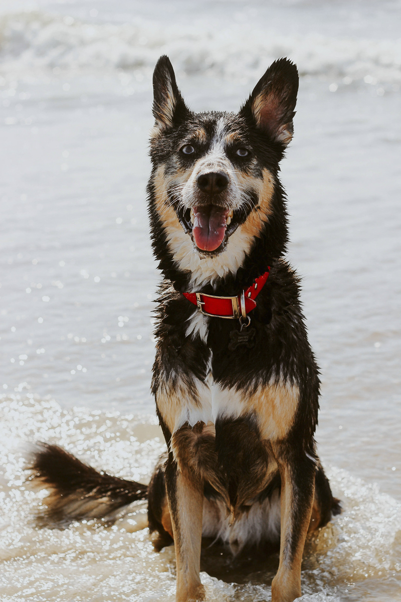 handsome Husky-Shepherd mix wearing red collar sitting in the surf | ©Katie Jean Photography 