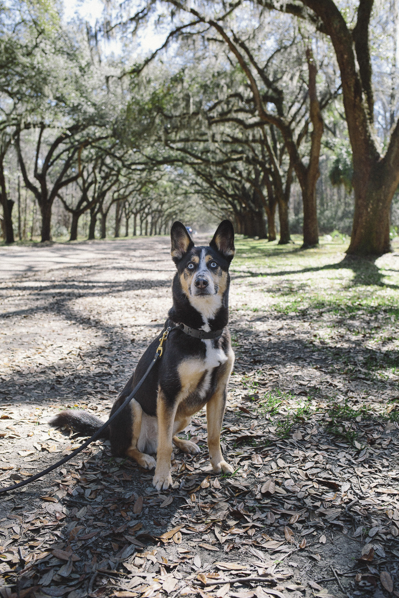 Husky mix sitting on road under live oak and Spanish moss tunnel | ©Katie Jean Photography, outdoor dog photography ideas
