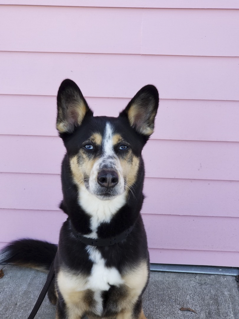 handsome blue-eyed dog sitting in front of pink wall ©Katie Jean Photography | dog photoshoot with Shepherd-Husky mix
