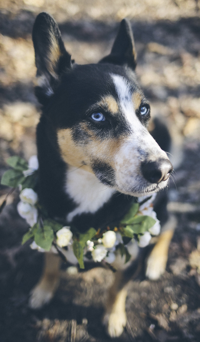 ©Katie Jean Photography | mixed breed wearing floral wreath