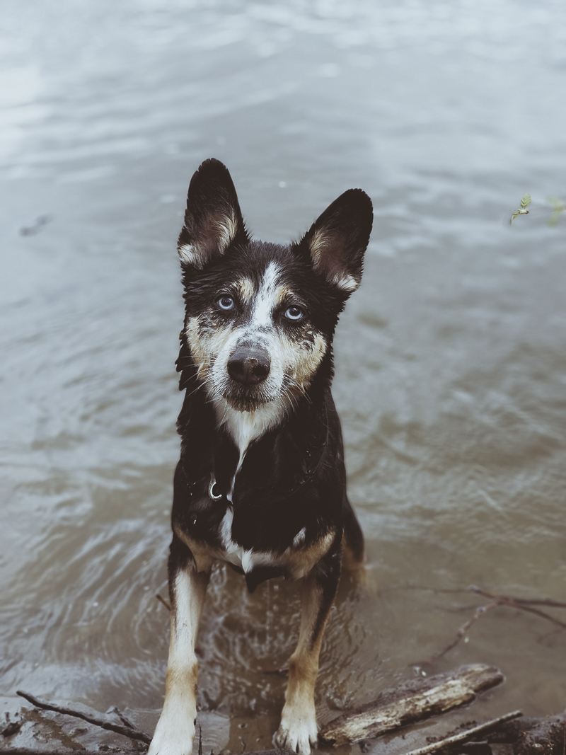 puppy dog eyes, dog sitting in lake waiting for someone to throw a stick, ©Katie Jean Photography -dog portrait ideas