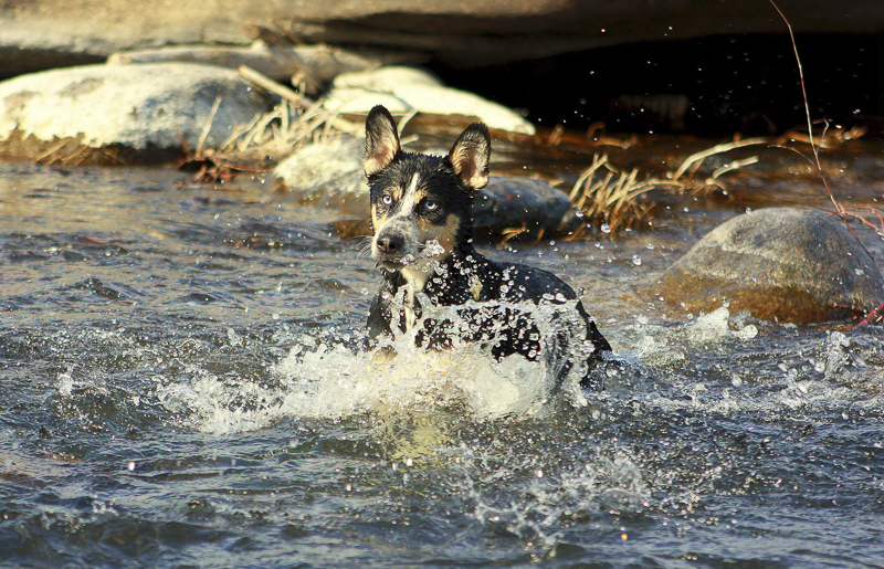 ©Katie Jean Photography | mixed breed playing in river, on location dog portraits