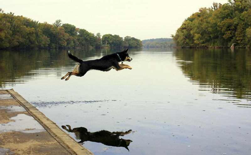 Shepherd mix jumping off dock into lake or river | ©Katie Jean Photography 