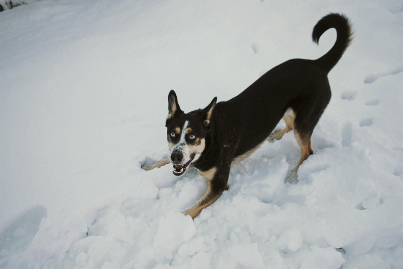 mixed breed playing in snow | documenting a dog's life, ©Katie Jean Photography 