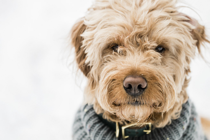 handsome doodle mix , ©Lauren Engfer Photography, winter pet portraits