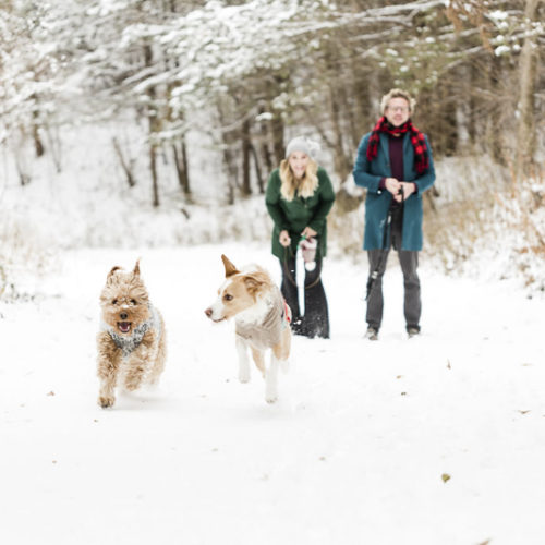 Happy Tails:  Pierre and Topher | Snowy Pet Portraits