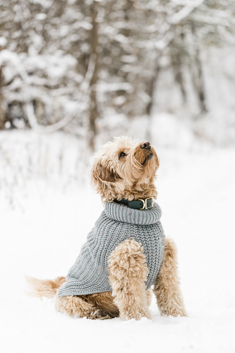 cute doodle dog wearing blue sweater, ©Lauren Engfer Photography, winter pet portraits