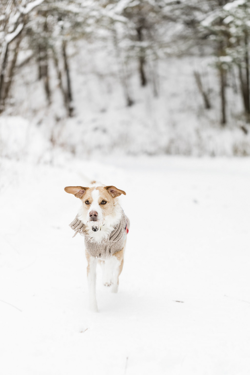 tan and white mixed breed in the snow, ©Lauren Engfer Photography lifestyle pet photography, Minneapolis, MN