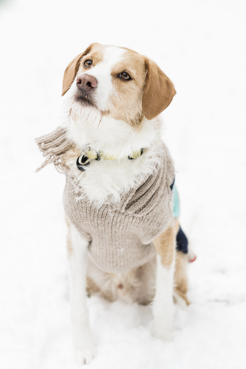 tan and white mixed breed wearing sweater, sitting in the snow | ©Lauren Engfer Photography lifestyle pet photographer, Minneapolis, MN