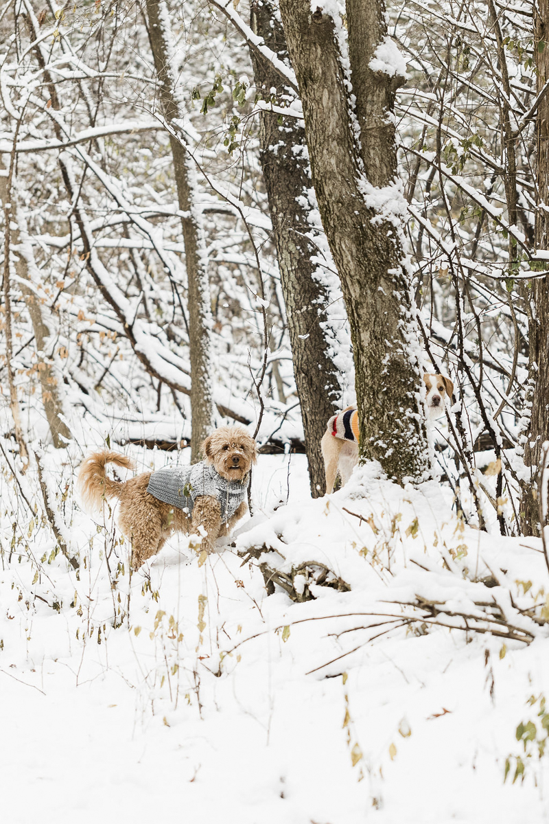 dogs off leash, playing in the snowy woods, ©Lauren Engfer Photography