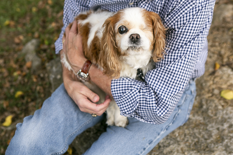 adorable senior King Charles Cavalier Spaniel with one eye, ©Mandy Whitley Photography | Nashville lifestyle dog portraits 