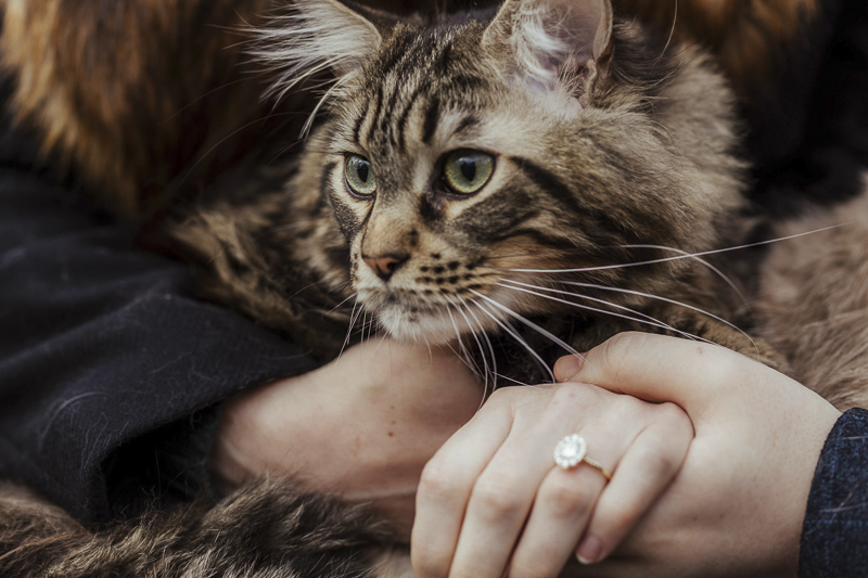 handsome Maine Coon cat, in woman's arms, couple holding hands | ©Olga Hogan Photography | cat-friendly engagement photos, Dublin, Ireland , ©Olga Hogan Photography 