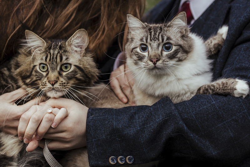 engagement photos with cats, Maine Coon cat and Ragdoll Cat, ©Olga Hogan Photography | cat-friendly engagement photos, Dublin, Ireland