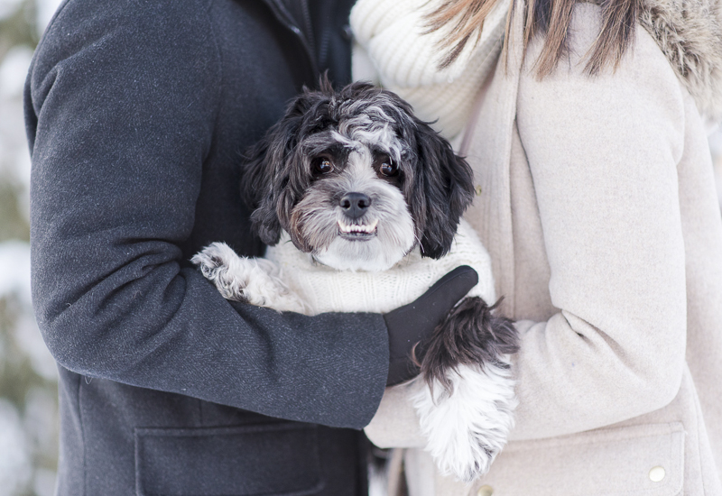 Dog-Friendly Winter Engagement Photos | Reston, Virginia