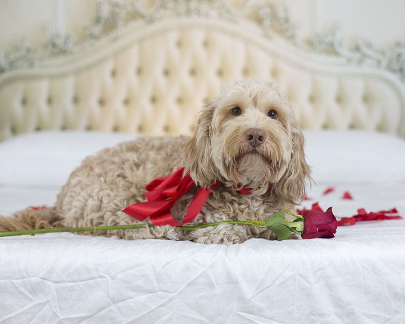 Petentine's Day, dog lying on bed with rose, The Bachelor Dog ©Sarah Keenan Creative