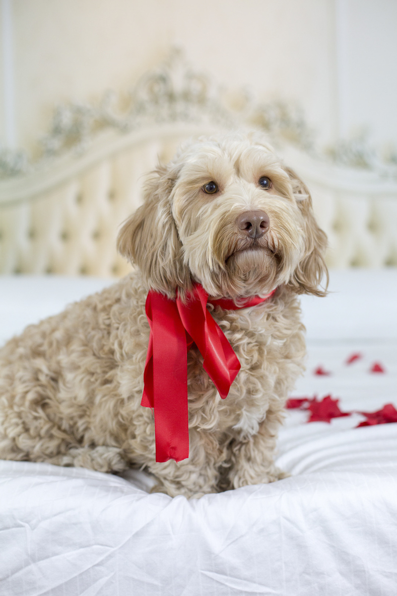 doodle dog sitting on bed, Petentine's Day photoshoot