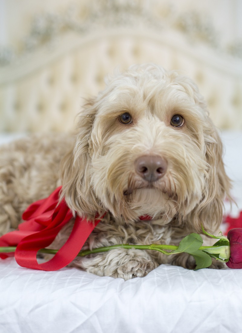  ©Sarah Keenan Creative | the Dog Bachelor, dog with a rose