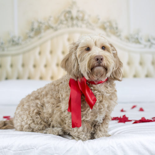 Happy Tails: Harrison | Petentine’s Day