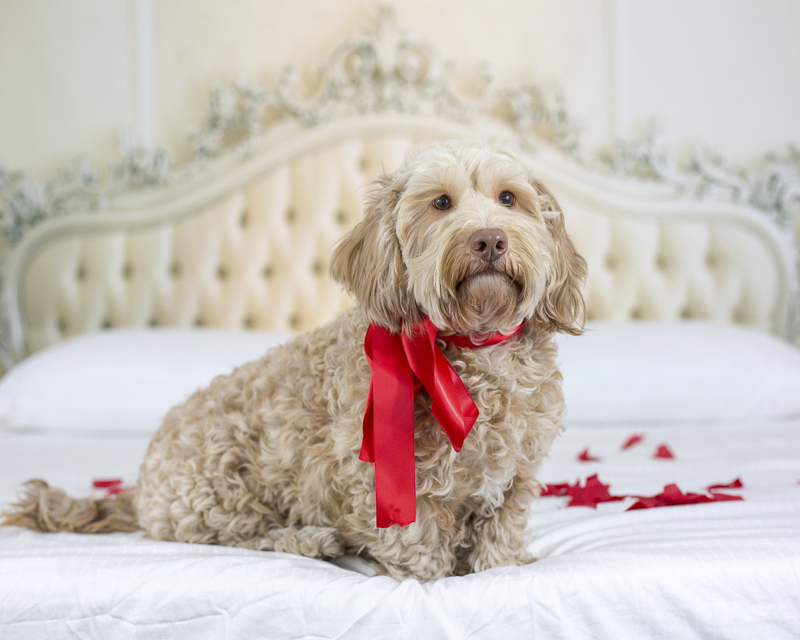 Petentine's Day | dog photography ©Sarah Keenan Creative, dog wearing red ribbon sitting on bed