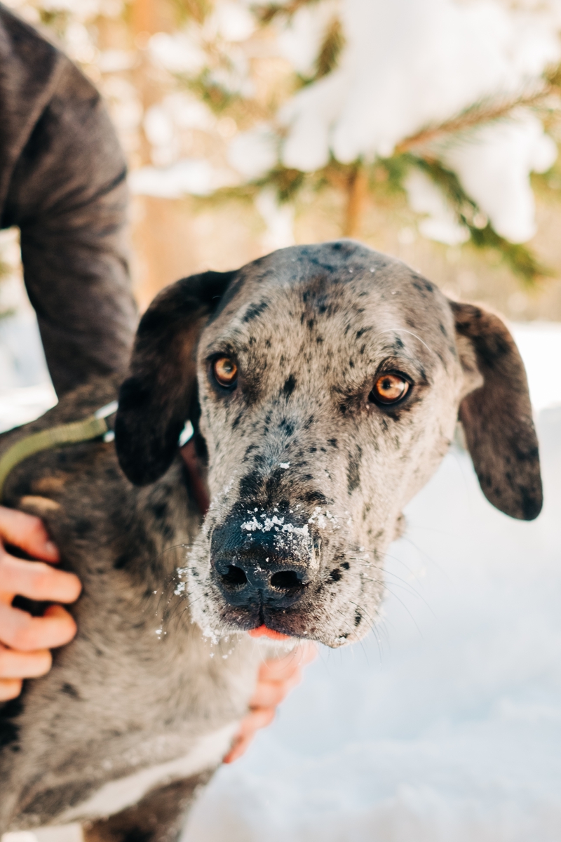 Merle Great Dane mix, with snow on his nose, dog-friendly maternity session ©misterdebs photography | South Lake Tahoe 