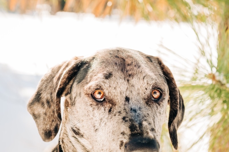 close up of handsome Merle Great Dane mix, ©misterdebs photography 