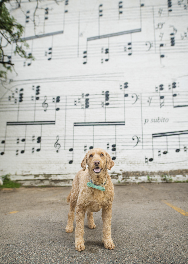 dog in front of music sheet music mural, Schmitt Music, Minneapolis | ©About A Dog Photography