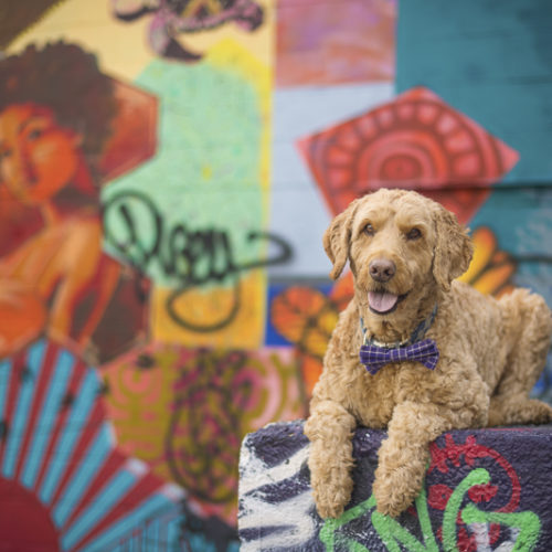 Happy Tails: Spencer the Goldendoodle In Minneapolis