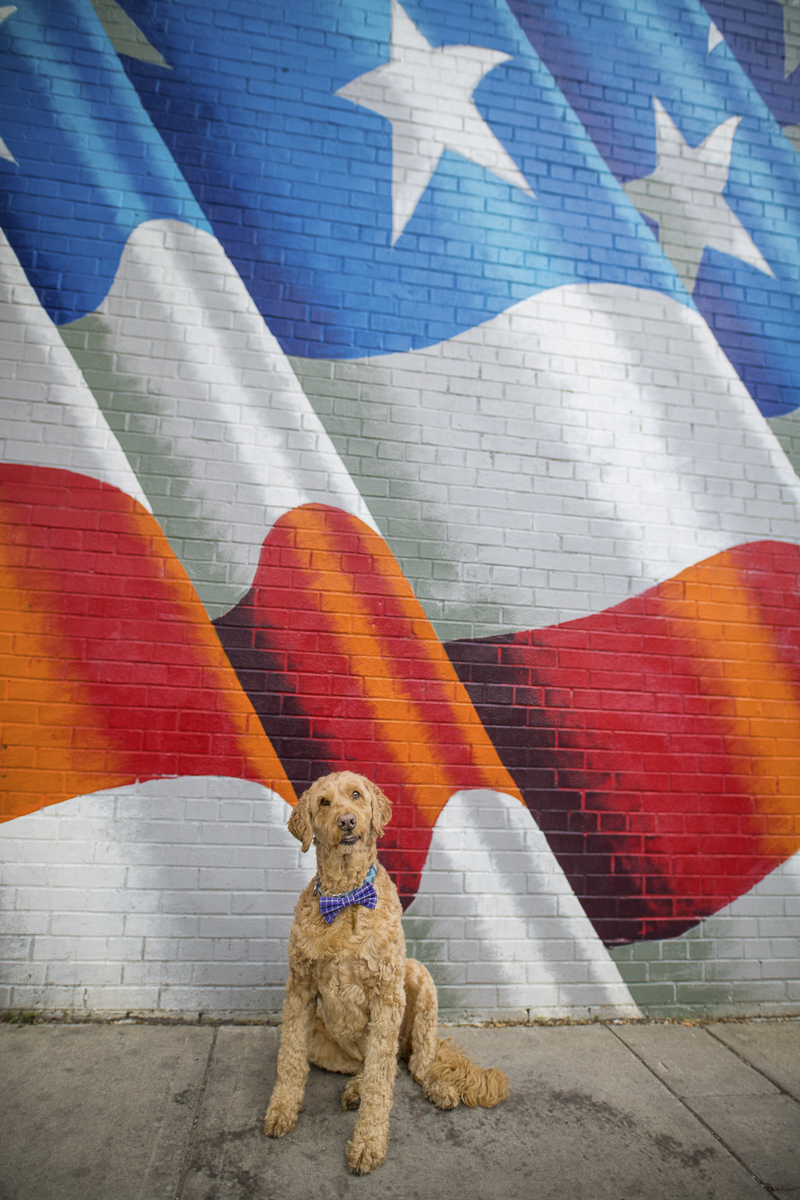 dog in front of American Flag mural, Minneapolis | About A Dog Photography