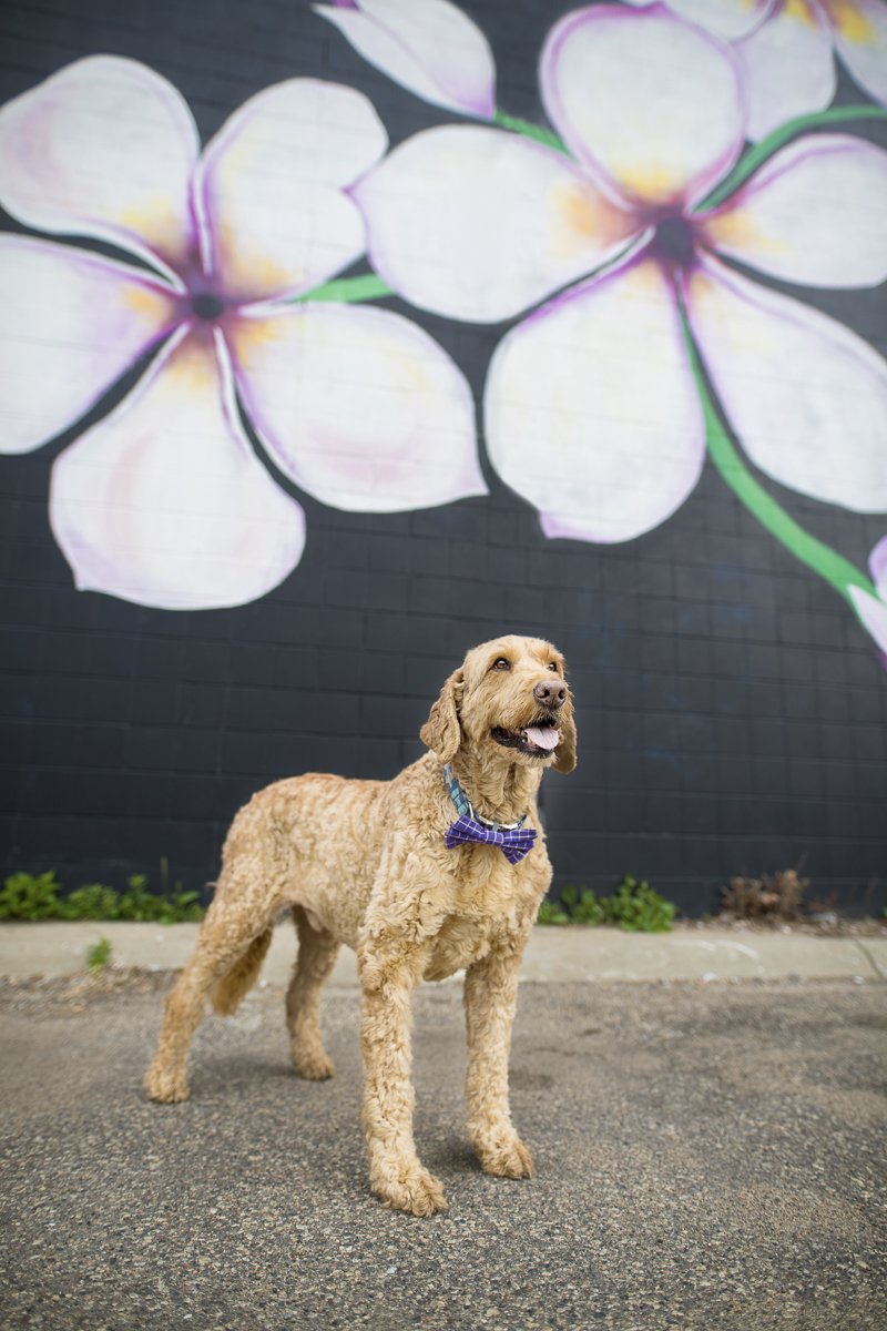 dog standing in front of a mural, Minneapolis pet photography, ©About A Dog Photography
