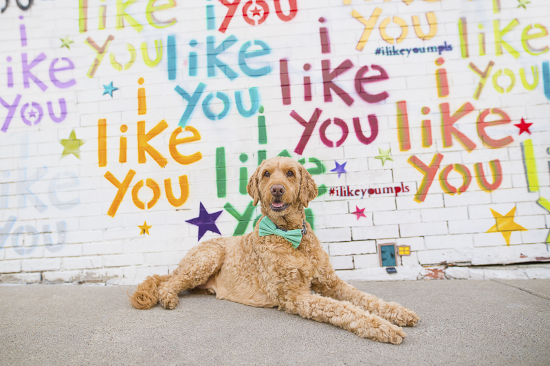dog wearing green bow tie in front of "i like you" mural, Minneapolis | About A Dog Photography