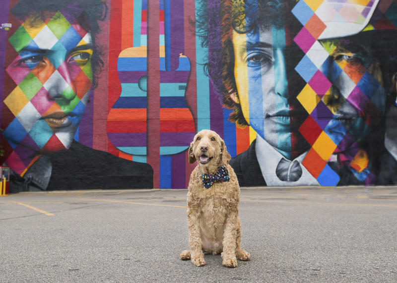 Spencer the Golden Doodle and Bob Dylan mural, Minneapolis | About A Dog Photography