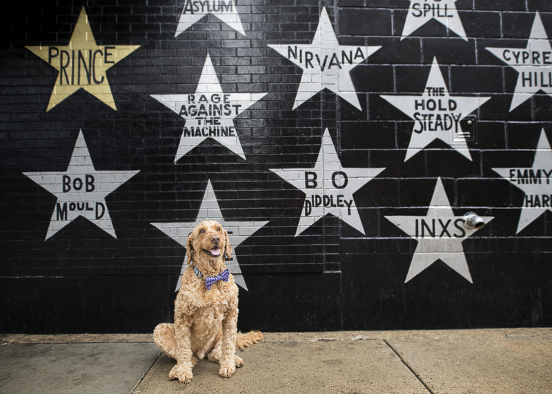 Spence, the Goldendoodle, sitting in front of First Avenue Stars Mural | About A Dog Photography