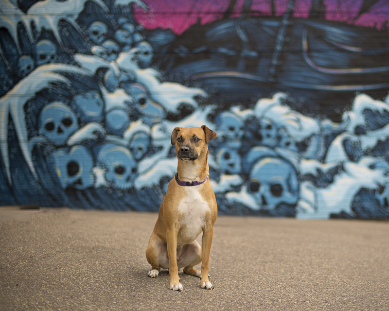 cute dog in front of mural, dogs and art | About A Dog Photography