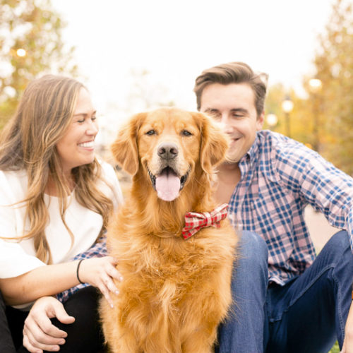 Engaging Tails:  Gus the Golden Retriever