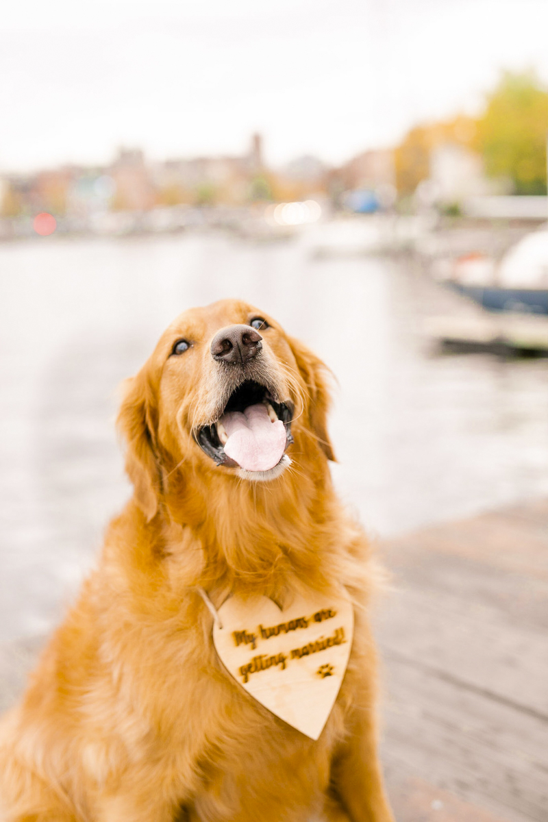 Golden Retriever wearing wooden wedding announcement sign "My Parents Are Getting Married" ©Amanda McPhee Studios | dog-friendly engagement photos