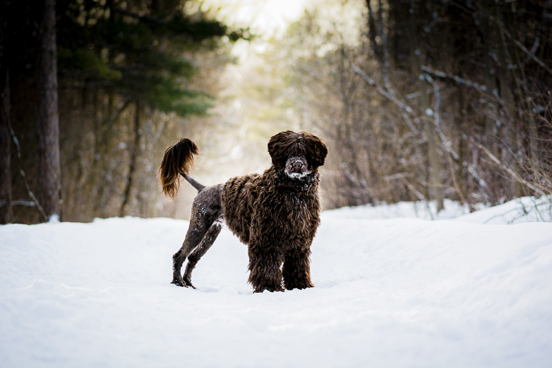 handsome dog in snow, ©Beth Alexander Photography | winter dog photography ideas