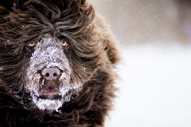 furry dog with snow all over nose, dog running in the snow, ©Beth Alexander Photography | winter dog photography ideas