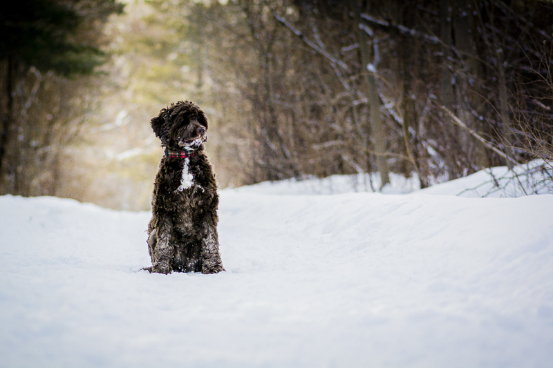 brown dog sitting in the snow, ©Beth Alexander Photography | Ontario Pet Photography