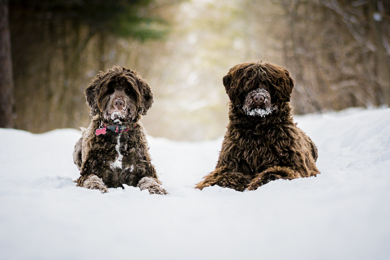 two shaggy dogs lying in the snow, ©Beth Alexander Photography | Ontario pet portraits