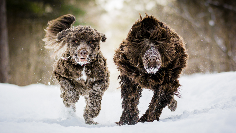 Brown Portuguese Water Dogs running through the snow, ©Beth Alexander Photography | Ontario Pet Photography